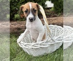 Small #3 Jack-Rat Terrier