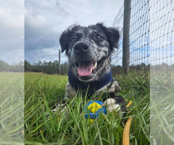 Medium Photo #3 Border-Aussie Puppy For Sale in oakland, FL, USA