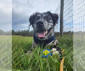 Gemini Zod - Male Border-Aussie Dog for Adoption - Photo #3