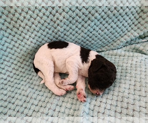 Medium Photo #39 Poodle (Standard) Puppy For Sale in CLAYTON, WA, USA