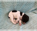 Small Photo #39 Poodle (Standard) Puppy For Sale in CLAYTON, WA, USA