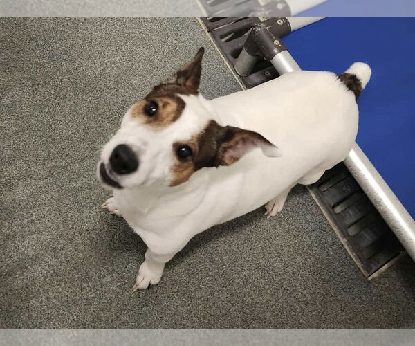 Medium Photo #1 Jack Russell Terrier Puppy For Sale in Oak Bluffs, MA, USA