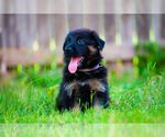 Puppy Daisy German Shepherd Dog