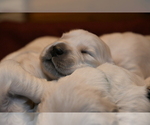 Small Photo #5 English Cream Golden Retriever Puppy For Sale in MCHENRY, IL, USA