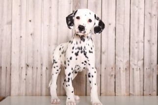 Dalmatian Puppy for sale in MOUNT VERNON, OH, USA