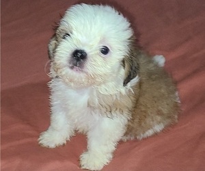Mal-Shi Puppy for Sale in HUMBLE, Texas USA
