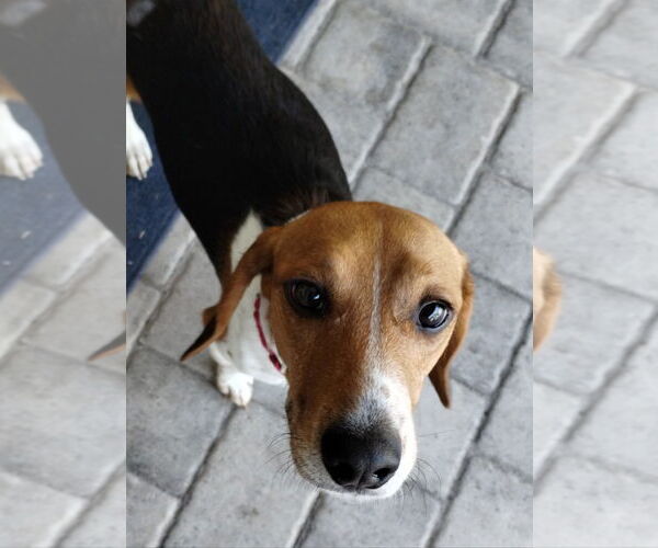 Medium Photo #2 Beagle Puppy For Sale in Dunnellon, FL, USA