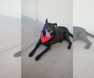 Labrador Retriever-Unknown Mix Dogs for adoption in McKinney, TX, USA