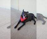 Small Labrador Retriever Mix