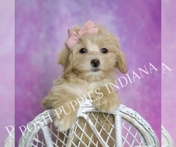 Medium Photo #110 Maltipoo (Toy) Puppy For Sale in WARSAW, IN, USA