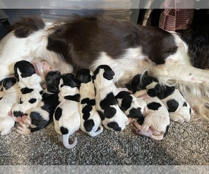 English Springer Spaniel Puppy for sale in NEW SALEM, ND, USA