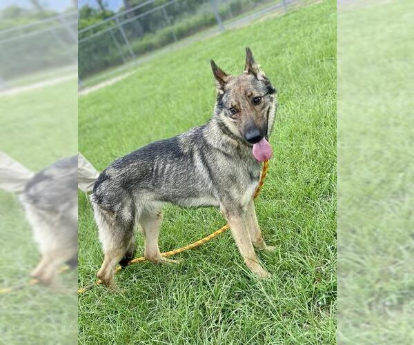 Medium Photo #2 German Shepherd Dog Puppy For Sale in Conroe, TX, USA
