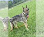 Small #1 German Shepherd Dog