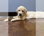 Small #50 Labrador Retriever