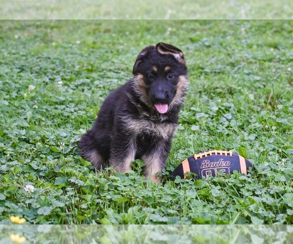 Medium Photo #9 German Shepherd Dog Puppy For Sale in MILLERSBURG, OH, USA