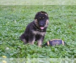 Small #8 German Shepherd Dog