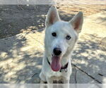 Small #1 Siberian Husky Mix