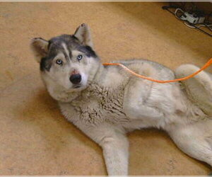Siberian Husky Dogs for adoption in Sacramento, CA, USA