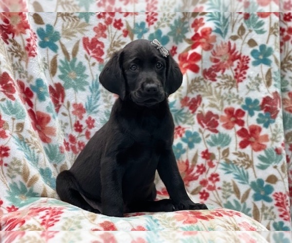 Medium Photo #8 Labrador Retriever Puppy For Sale in LAKELAND, FL, USA