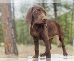 Small #63 German Shorthaired Pointer