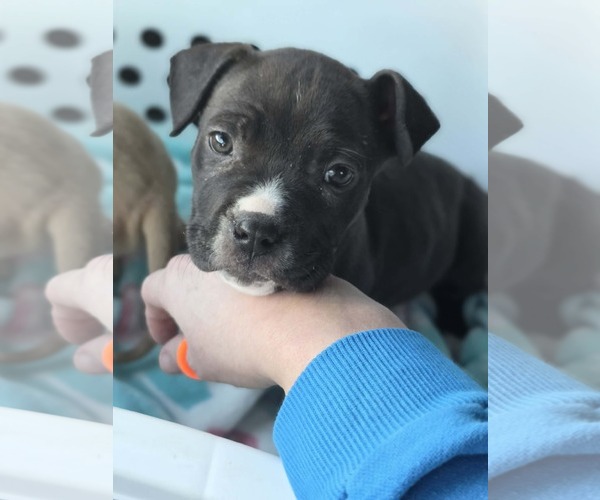Medium Photo #13 Mutt Puppy For Sale in Derwood, MD, USA