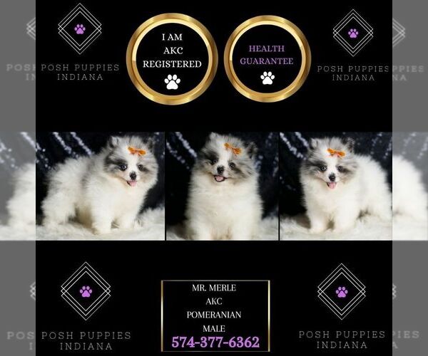 Medium Photo #2 Pomeranian Puppy For Sale in WARSAW, IN, USA