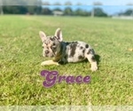 Small Photo #6 French Bulldog Puppy For Sale in CORAL SPRINGS, FL, USA