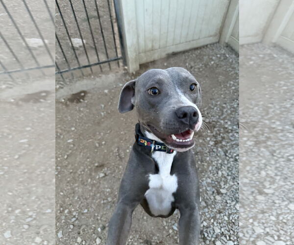 Medium Photo #1 American Pit Bull Terrier-Unknown Mix Puppy For Sale in Corning, AR, USA