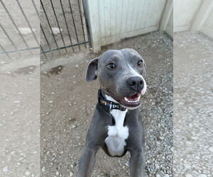 American Pit Bull Terrier-Unknown Mix Dogs for adoption in Corning, AR, USA