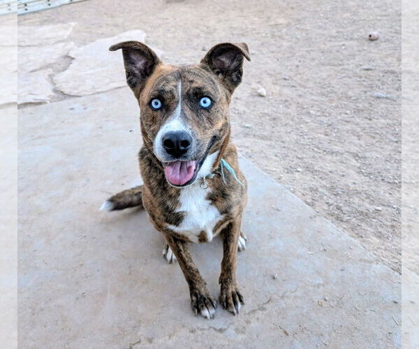 Medium Photo #1 Mutt Puppy For Sale in Pena Blanca, NM, USA