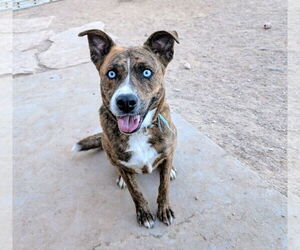 Mutt Dogs for adoption in Pena Blanca, NM, USA