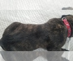 Small Photo #29 Mastiff Puppy For Sale in FULTON, NY, USA