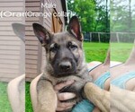 Small #11 German Shepherd Dog