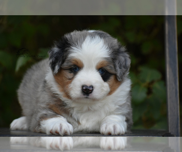 Medium Photo #3 Miniature American Shepherd Puppy For Sale in BENTON CITY, WA, USA
