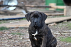 Small Photo #7 Cane Corso Puppy For Sale in RICHMOND, VA, USA