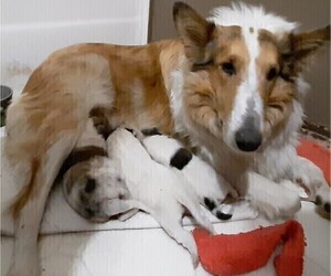 Mother of the Collie puppies born on 11/07/2021