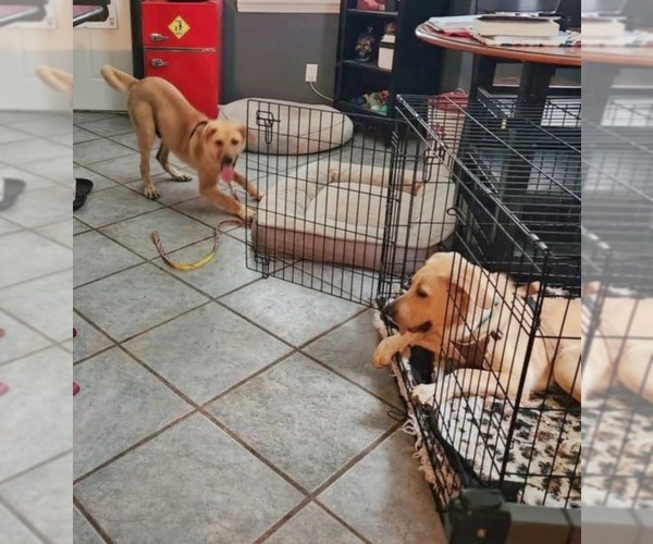 Medium Photo #6 Anatolian Shepherd-Labrador Retriever Mix Puppy For Sale in Fultonham, NY, USA