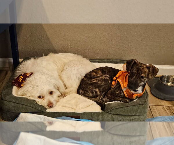 Medium Photo #4 Chihuahua-Unknown Mix Puppy For Sale in Virginia Beach, VA, USA