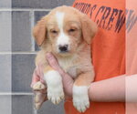 Small #3 Golden Shepherd