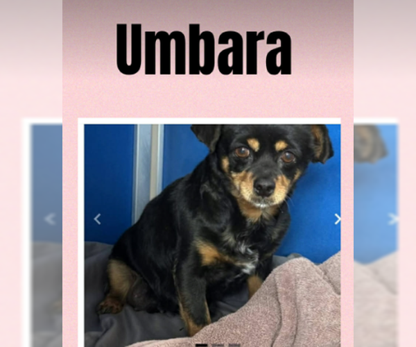 Medium Photo #1 Chihuahua-Unknown Mix Puppy For Sale in Cranston, RI, USA