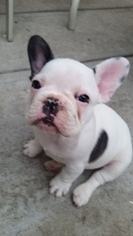 French Bulldog Puppy for sale in ENGLEWOOD, CO, USA