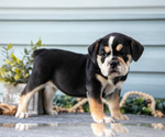 Small #1 Beabull