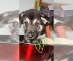 Puppy Tank German Shepherd Dog-Siberian Husky Mix