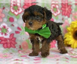 YorkiePoo Puppy for sale in LANCASTER, PA, USA