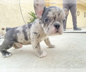 French Bulldog Puppy for sale in MORENO VALLEY, CA, USA