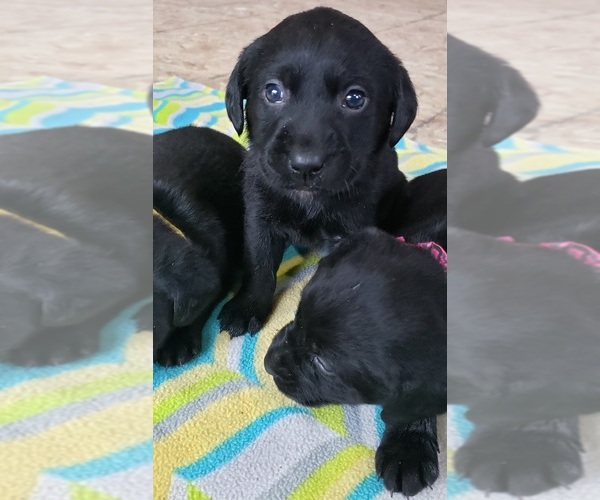 Medium Photo #61 Labrador Retriever Puppy For Sale in OLYMPIA, WA, USA