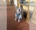 Small Bulldog-Pointer Mix