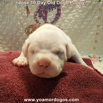 Medium Photo #21 Dogo Argentino Puppy For Sale in PINEVILLE, MO, USA
