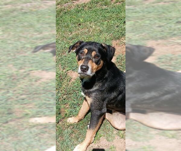 Medium Photo #1 Australian Shepherd-German Shepherd Dog Mix Puppy For Sale in Pittstown, NJ, USA