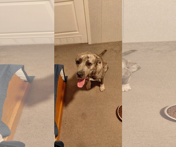 Medium Photo #10 Great Pyrenees-Plott Hound Mix Puppy For Sale in McKinney, TX, USA